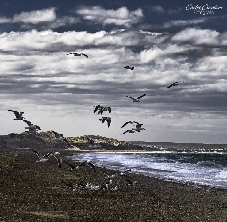 Foto 5/Las aves de nuestra Patagonia...