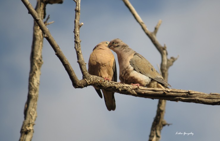 Foto 3/Amores de palomas