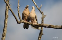 Amores de palomas