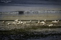 La playa de las aves...