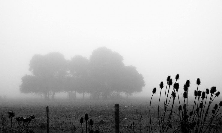 Foto 3/pampa y niebla