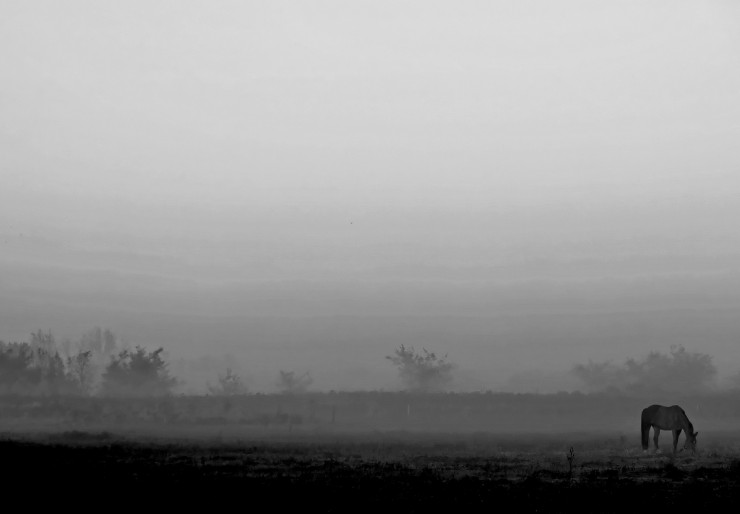 Foto 5/pampa y niebla