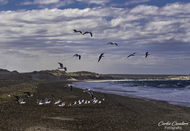 Foto 1/Nuestras playas patagonicas...