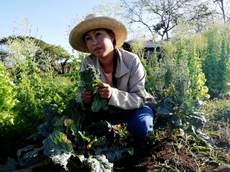 Foto 1/Amor y pasión en hortalizas Finca La Liliana (II)