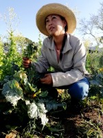 Amor y pasión en hortalizas Finca La Liliana (II)