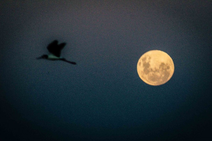 Foto 2/Vuelos con la luna