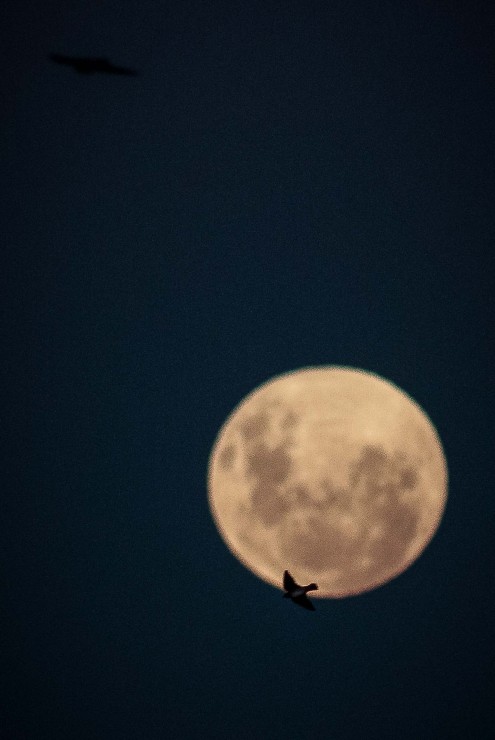 Foto 3/Vuelos con la luna