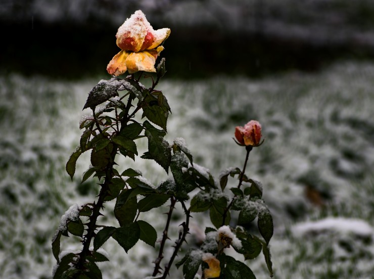 Foto 1/Rosas nevadas en el jardn
