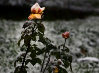Rosas nevadas en el jardn