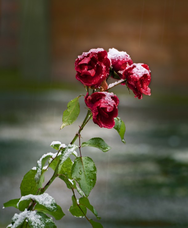 Foto 3/Rosas nevadas en el jardn