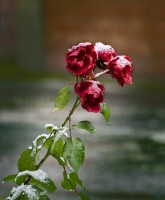 Rosas nevadas en el jardn
