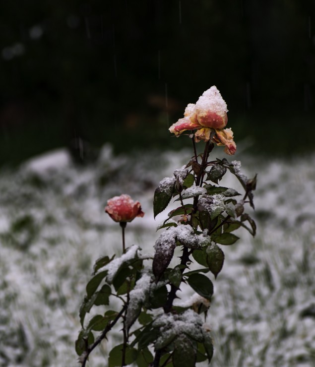 Foto 4/Rosas nevadas en el jardn