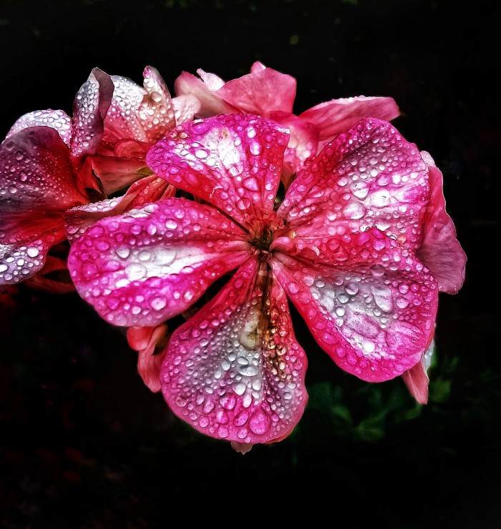 Foto 1/Flores y lluvia