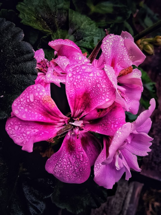 Foto 3/Flores y lluvia