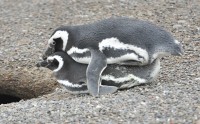 Amor pingüino.