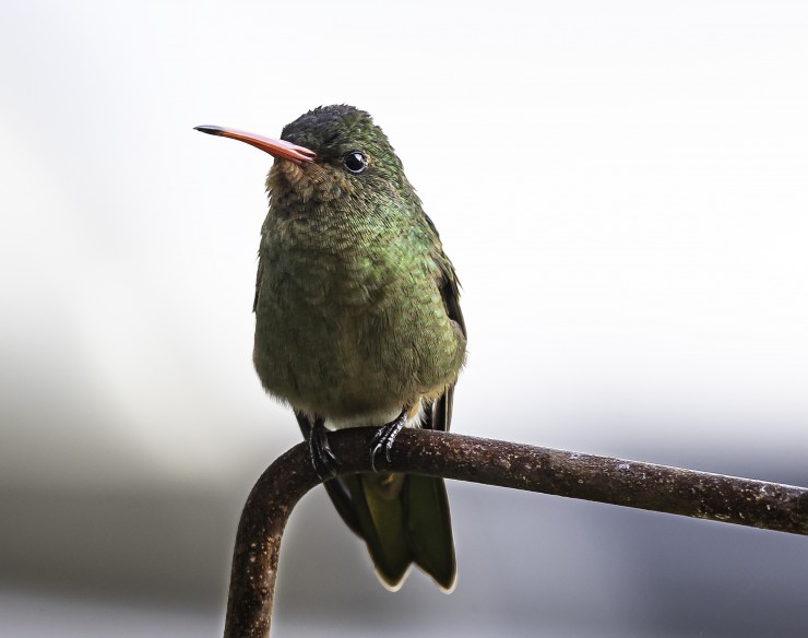 Foto 1/`Mi amigo el colibri`
