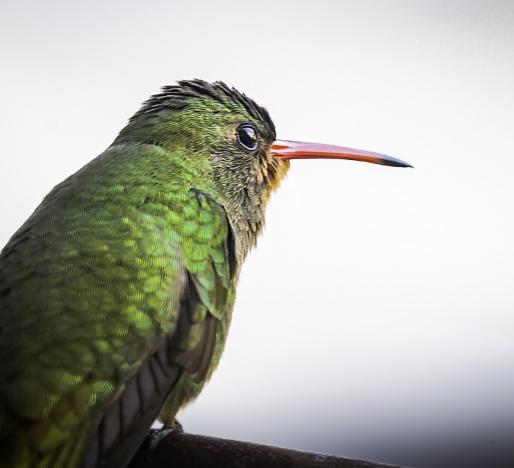Foto 2/`Mi amigo el colibri`
