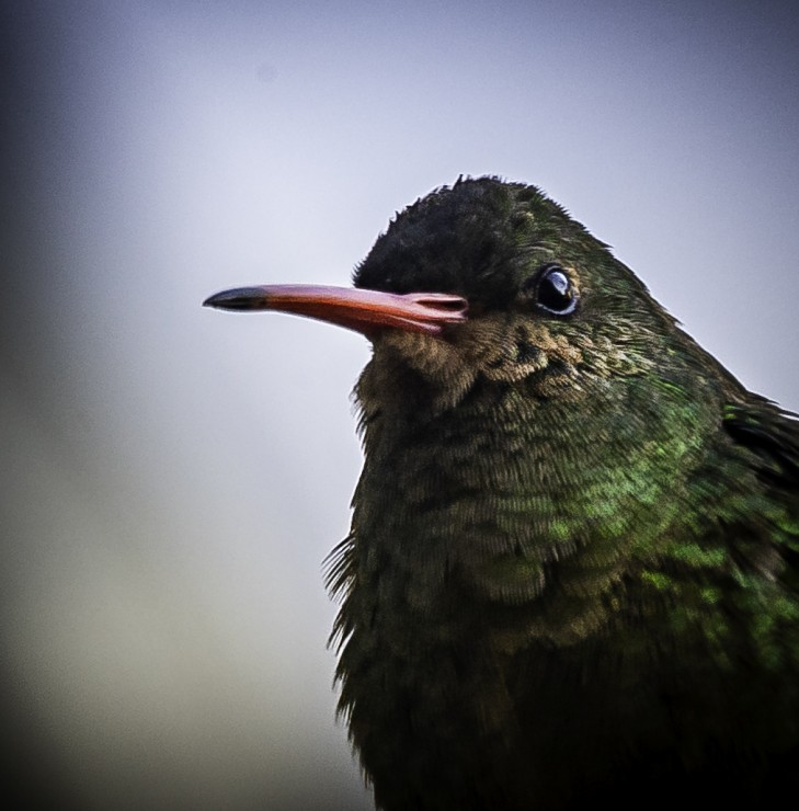 Foto 3/`Mi amigo el colibri`