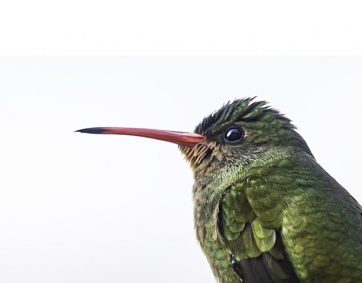 Foto 4/`Mi amigo el colibri`