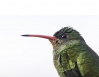 `Mi amigo el colibri`