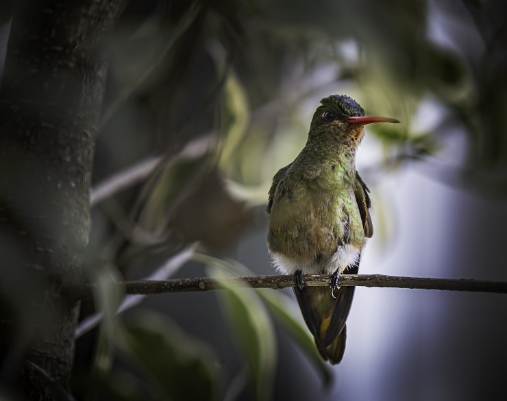 Foto 5/`Mi amigo el colibri`