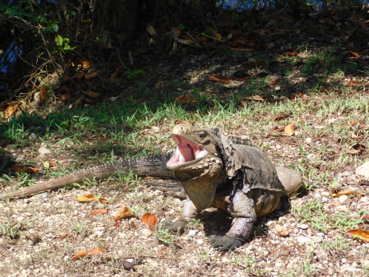 Foto 4/Ballenato del medio: islita de iguanas I