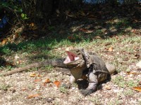 Ballenato del medio: islita de iguanas I