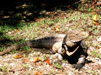 Ballenato del medio: islita de iguanas II