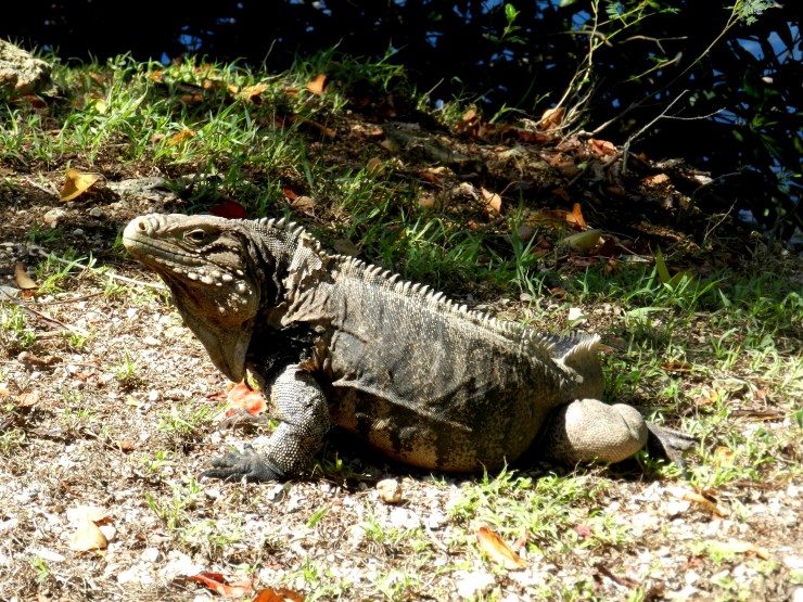 Foto 1/Ballenato del medio: la islita de iguanas