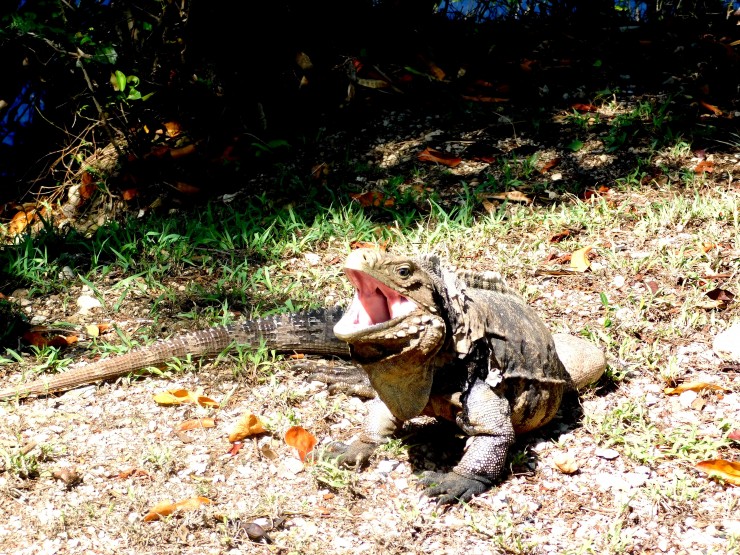 Foto 2/Ballenato del medio: la islita de iguanas