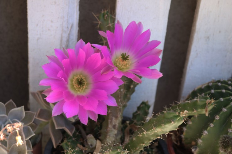 Foto 2/Flores de cactus