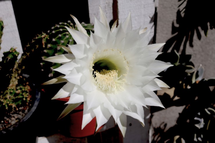 Foto 3/Flores de cactus