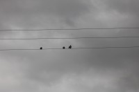 Melodia de palomas