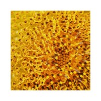 SunflowerArte