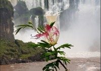 viajeros cataratas del Iguaz - Diaz De Vivar G