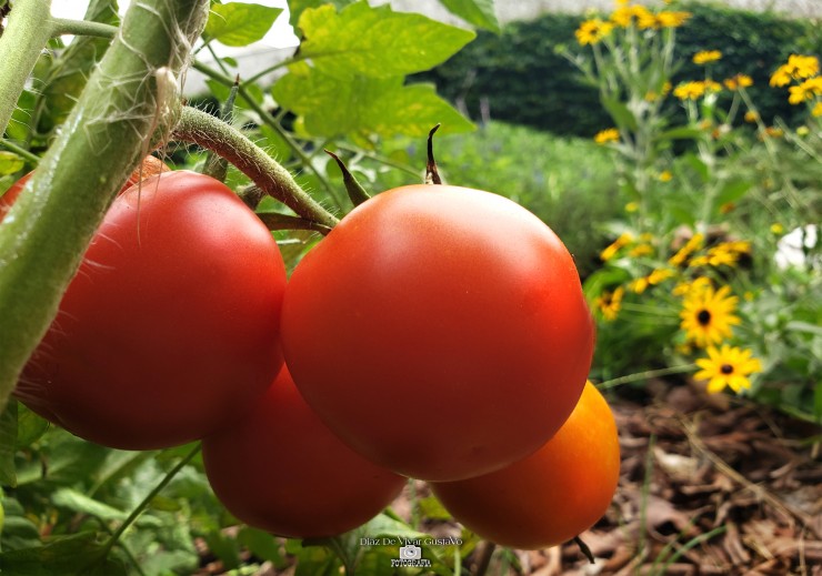 Foto 1/Lunes 24 de Enero de 2022 suben los tomates 100 po