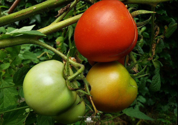 Foto 2/Lunes 24 de Enero de 2022 suben los tomates 100 po
