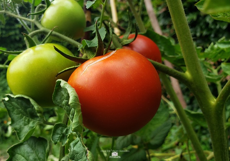 Foto 3/Lunes 24 de Enero de 2022 suben los tomates 100 po