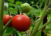 Lunes 24 de Enero de 2022 suben los tomates 100 po