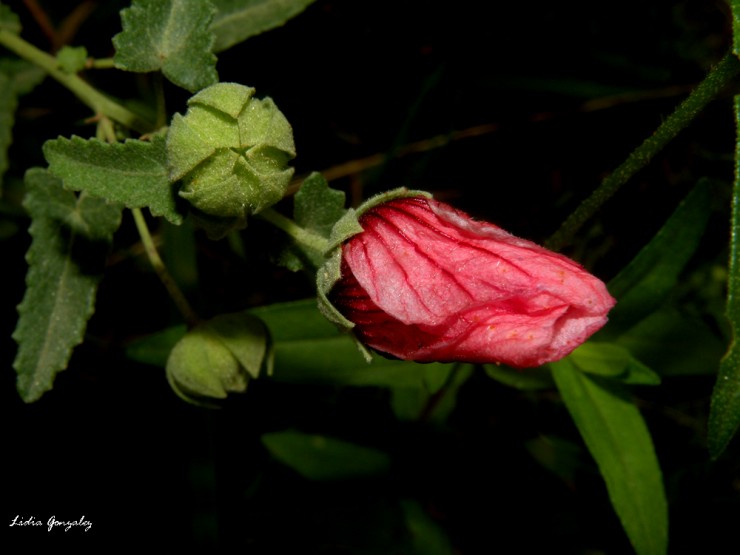 Foto 2/evolucin de una flor