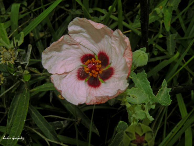 Foto 3/evolucin de una flor