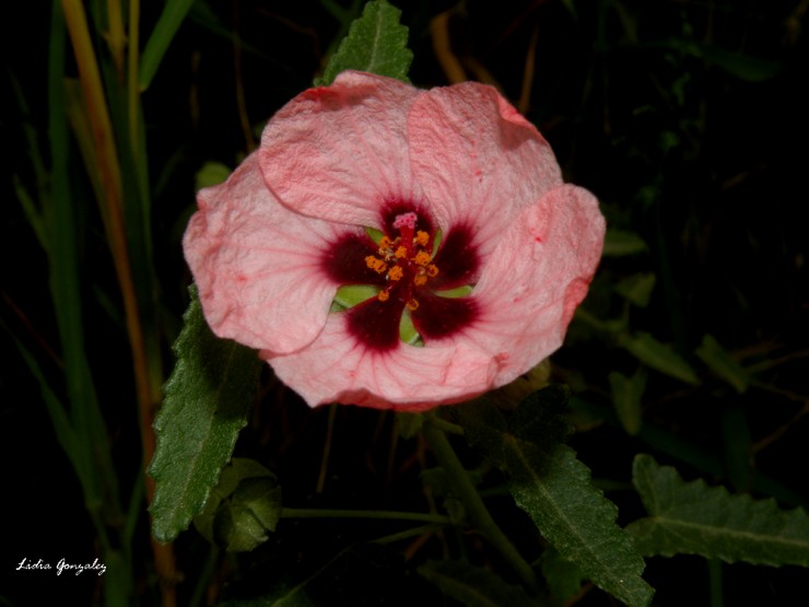 Foto 4/evolucin de una flor