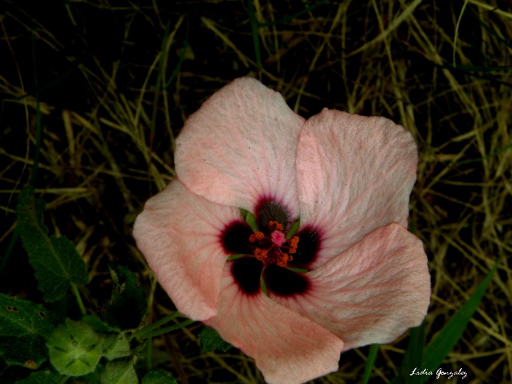 Foto 5/evolucin de una flor