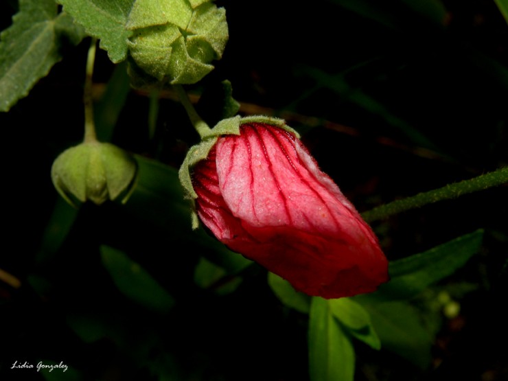 Foto 2/ver la transformacin de una flor