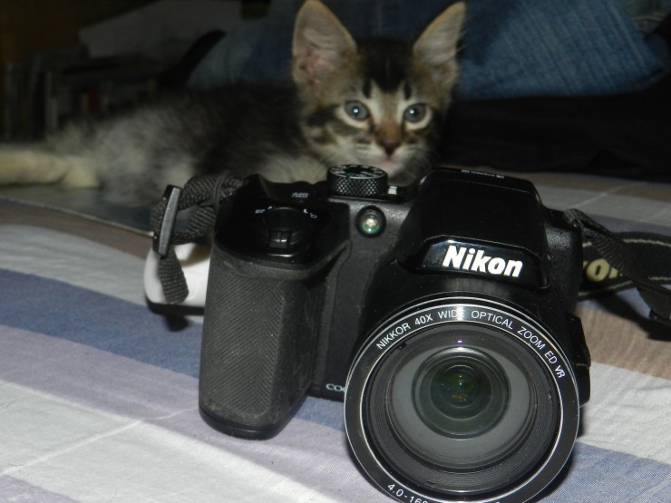 Foto 1/Los gatos: inspiracin de creadores
