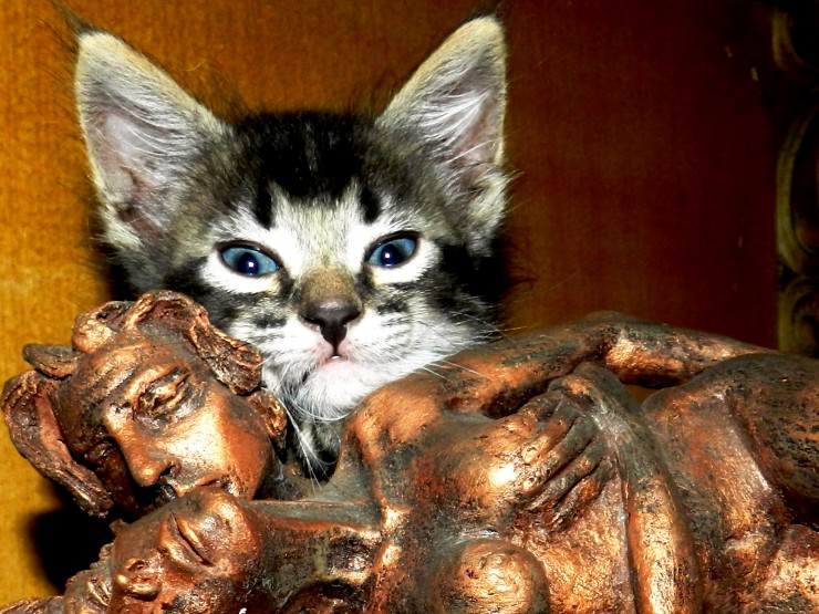 Foto 4/Los gatos: inspiracin de creadores
