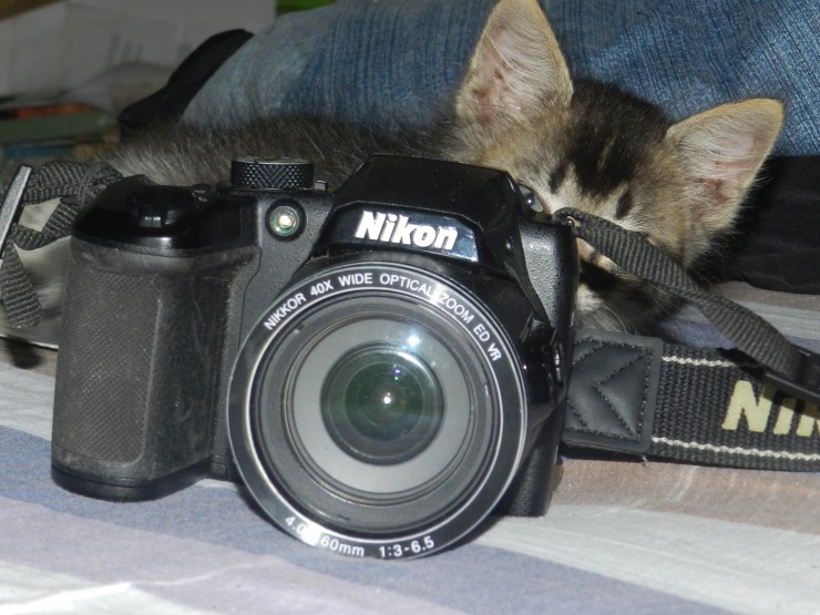 Foto 5/Los gatos: inspiracin de creadores