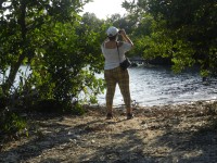 En Playa Bonita: Retornan los manglares costeros