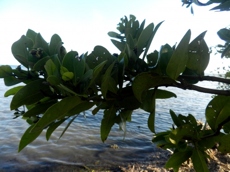 Foto 2/En Playa Bonita: Retornan los manglares costeros
