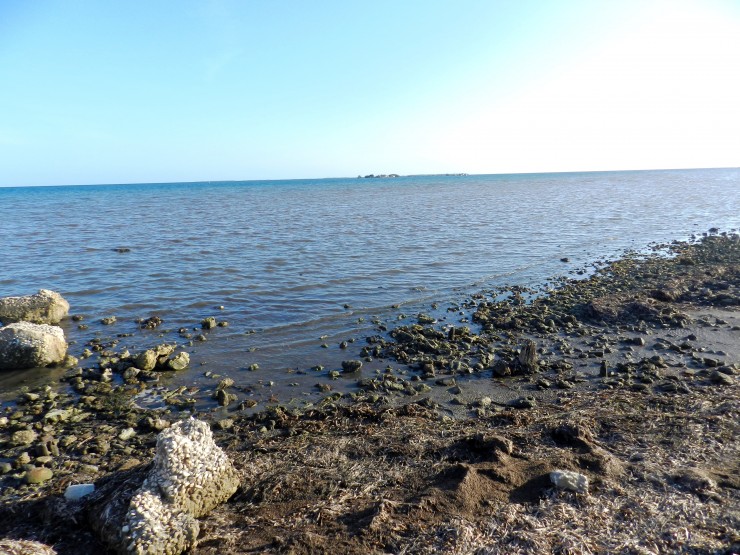 Foto 4/En Playa Bonita: Retornan los manglares costeros